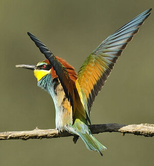 European Bee-eater 
&copy; Alain Chappuis
