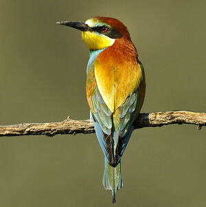 European Bee-eater 
&copy; Alain Chappuis