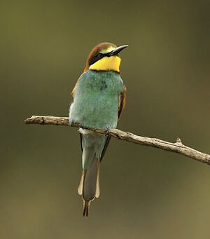European Bee-eater 
&copy; Alain Chappuis