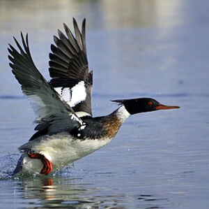 Red-breasted Merganser
