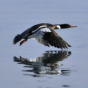 Red-breasted Merganser