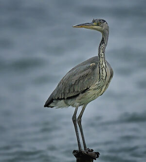 Grey Heron