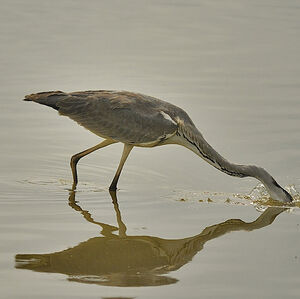 Grey Heron