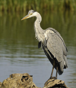 Grey Heron