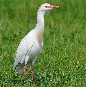 Western Cattle Egret 
&copy; Alain Chappuis