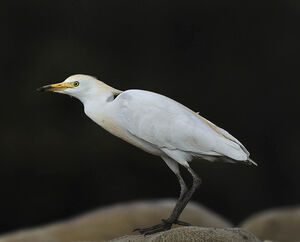 Western Cattle Egret 
&copy; Alain Chappuis
