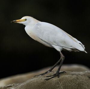 Western Cattle Egret 
&copy; Alain Chappuis