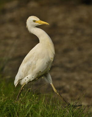 Western Cattle Egret 
&copy; Alain Chappuis