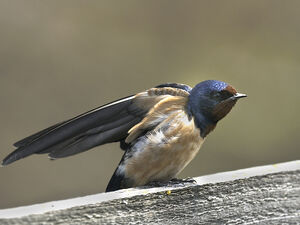 Barn Swallow