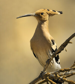 Eurasian Hoopoe 
&copy; Alain Chappuis
