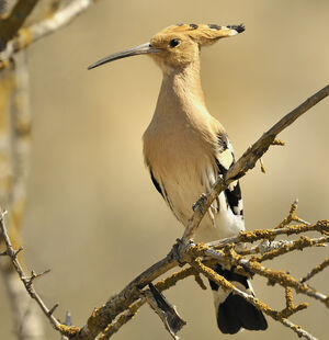Eurasian Hoopoe 
&copy; Alain Chappuis