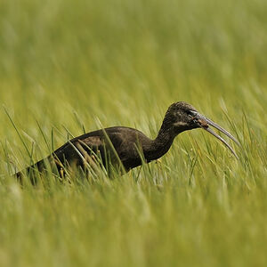 Glossy Ibis