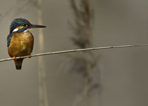 Martin-p�cheur d'Europe 
&copy; Alain Chappuis