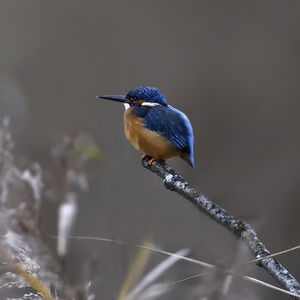 Martin-p�cheur d'Europe 
&copy; Alain Chappuis