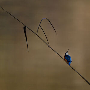 Martin-p�cheur d'Europe 
&copy; Alain Chappuis