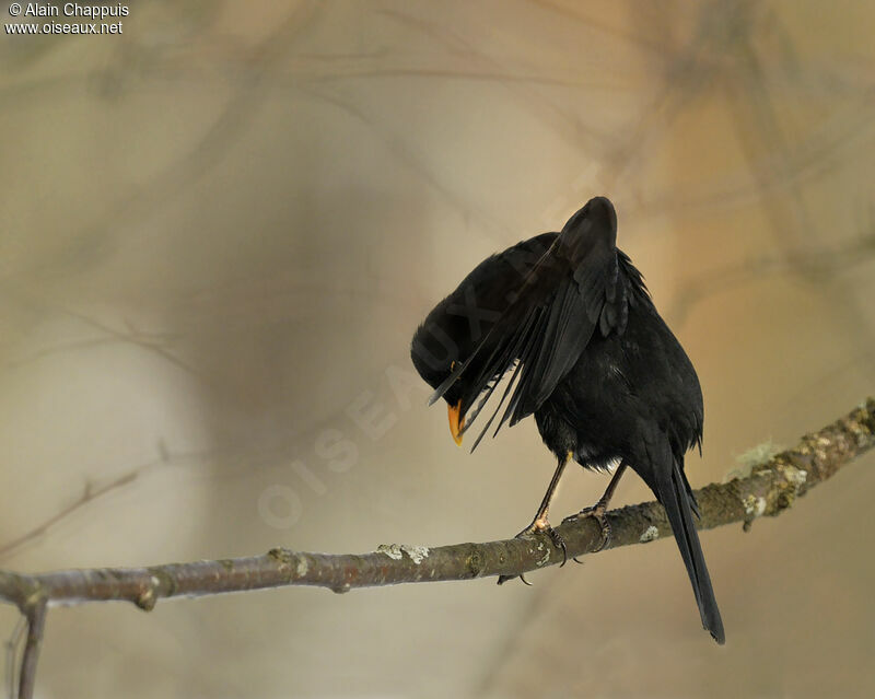 Common Blackbird male adult, identification, Behaviour