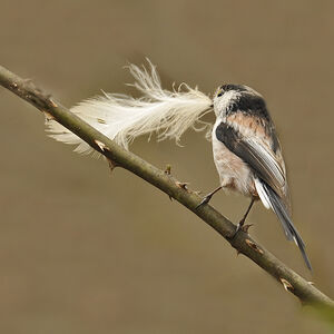 Long-tailed Tit