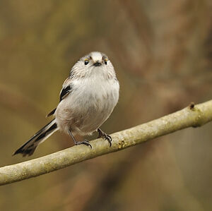 Long-tailed Tit