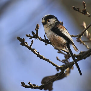 Long-tailed Tit