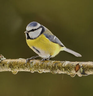 Eurasian Blue Tit