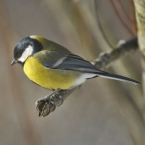 Great Tit