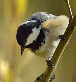 Coal Tit 
&copy; Alain Chappuis