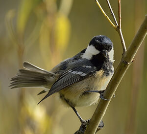 Coal Tit 
&copy; Alain Chappuis