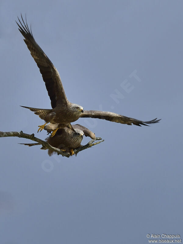 Black Kite , identification, Flight, Reproduction-nesting, Behaviour
