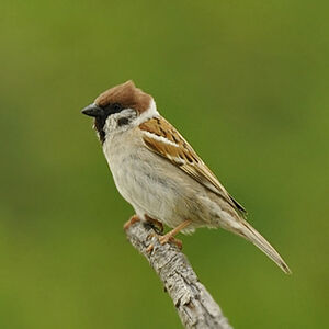 Eurasian Tree Sparrow 
&copy; Alain Chappuis