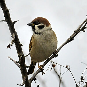 Eurasian Tree Sparrow 
&copy; Alain Chappuis