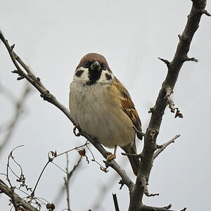 Eurasian Tree Sparrow 
&copy; Alain Chappuis