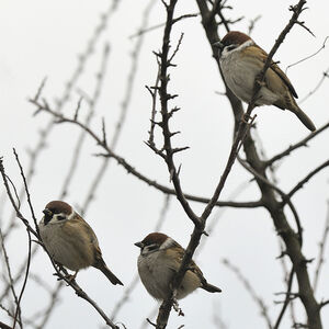 Eurasian Tree Sparrow 
&copy; Alain Chappuis