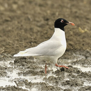 Mediterranean Gull 
&copy; Alain Chappuis
