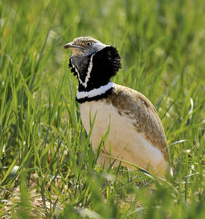 Little Bustard