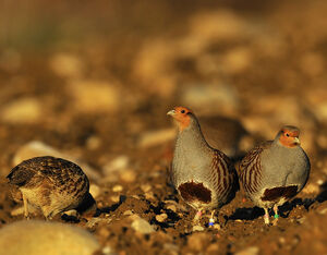 Perdrix grise 
&copy; Alain Chappuis