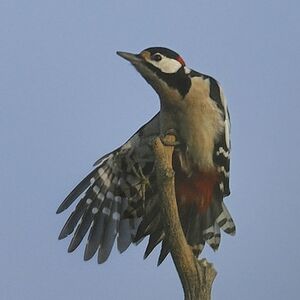 Great Spotted Woodpecker 
&copy; Alain Chappuis