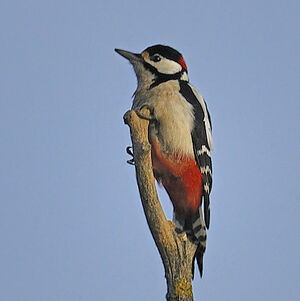 Great Spotted Woodpecker 
&copy; Alain Chappuis