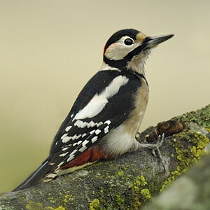 Great Spotted Woodpecker 
&copy; Alain Chappuis