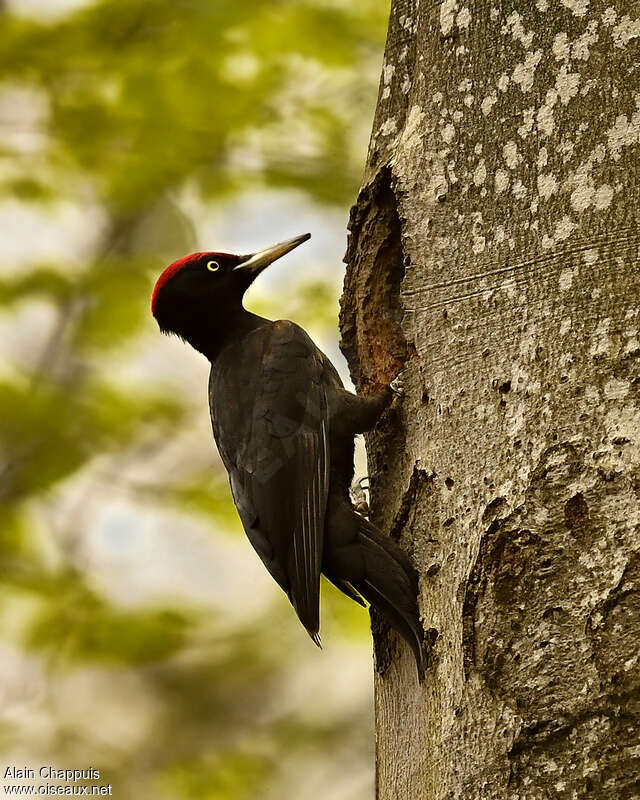 Black Woodpecker male adult, identification, Reproduction-nesting, Behaviour