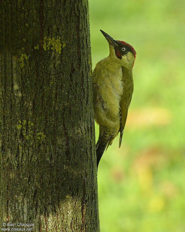European Green Woodpecker male adult, identification, Behaviour