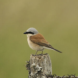 Pie-gri�che �corcheur 
&copy; Alain Chappuis