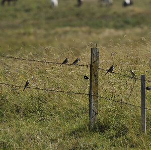 Pie-gri�che �corcheur 
&copy; Alain Chappuis