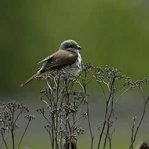 Red-backed Shrike 
&copy; Alain Chappuis