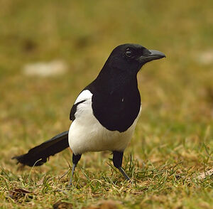 Eurasian Magpie 
&copy; Alain Chappuis