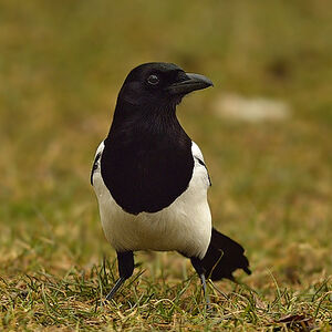 Eurasian Magpie 
&copy; Alain Chappuis