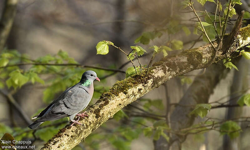 Pigeon colombin mâle adulte, identification
