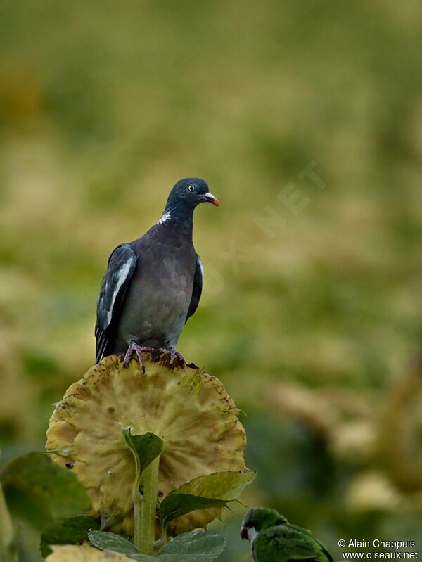 Common Wood Pigeon, identification, feeding habits, Behaviour