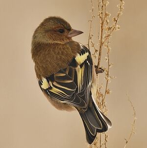 Common Chaffinch 
&copy; Alain Chappuis