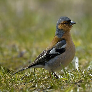 Pinson des arbres 
&copy; Alain Chappuis