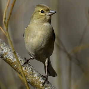 Pinson des arbres 
&copy; Alain Chappuis